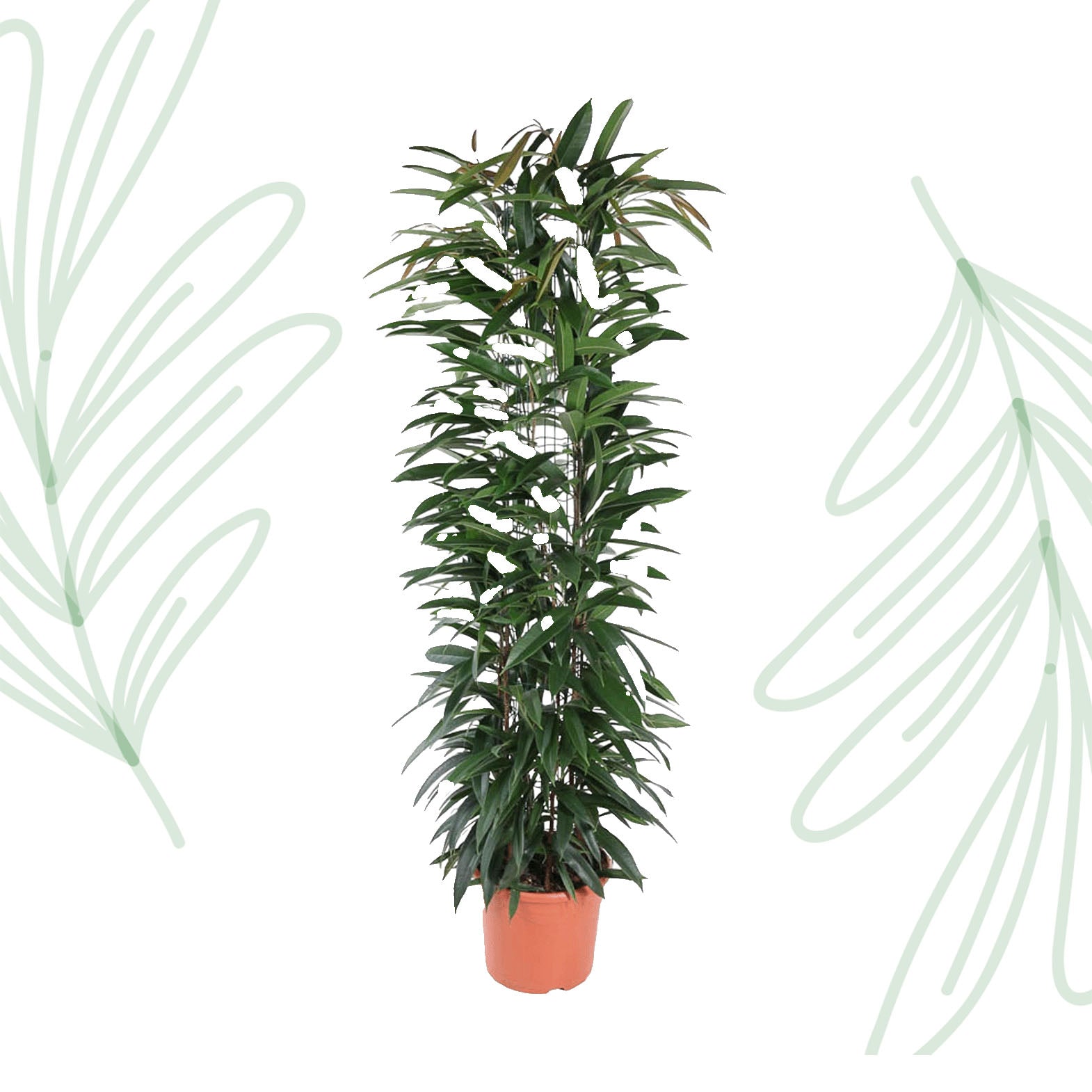 Ficus Alii King zuil - 150 cm - Forest Plants
