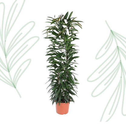 Ficus Alii King zuil - 150 cm - Forest Plants