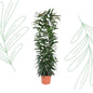 Ficus Alii King zuil - 150 cm - Forest Plants