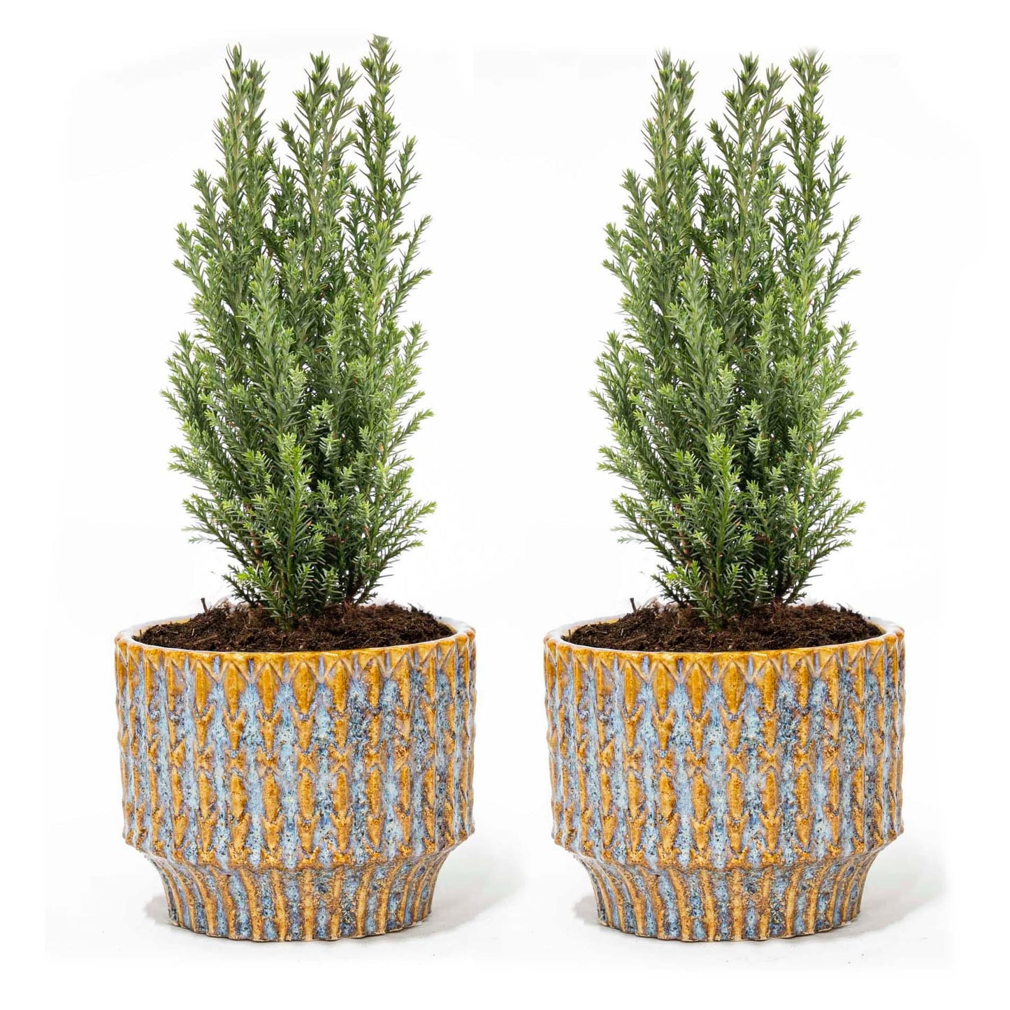 Set van 2 - Kerstboom 'Ellwoodii' + Pot Echo - ↕ 30 cm