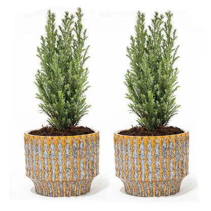 Set van 2 - Kerstboom 'Ellwoodii' + Pot Echo - ↕ 30 cm