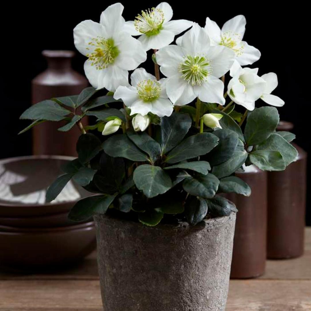 6x Helleborus niger 'Christmas Carol' - Ø 12 cm ↕ 20 cm