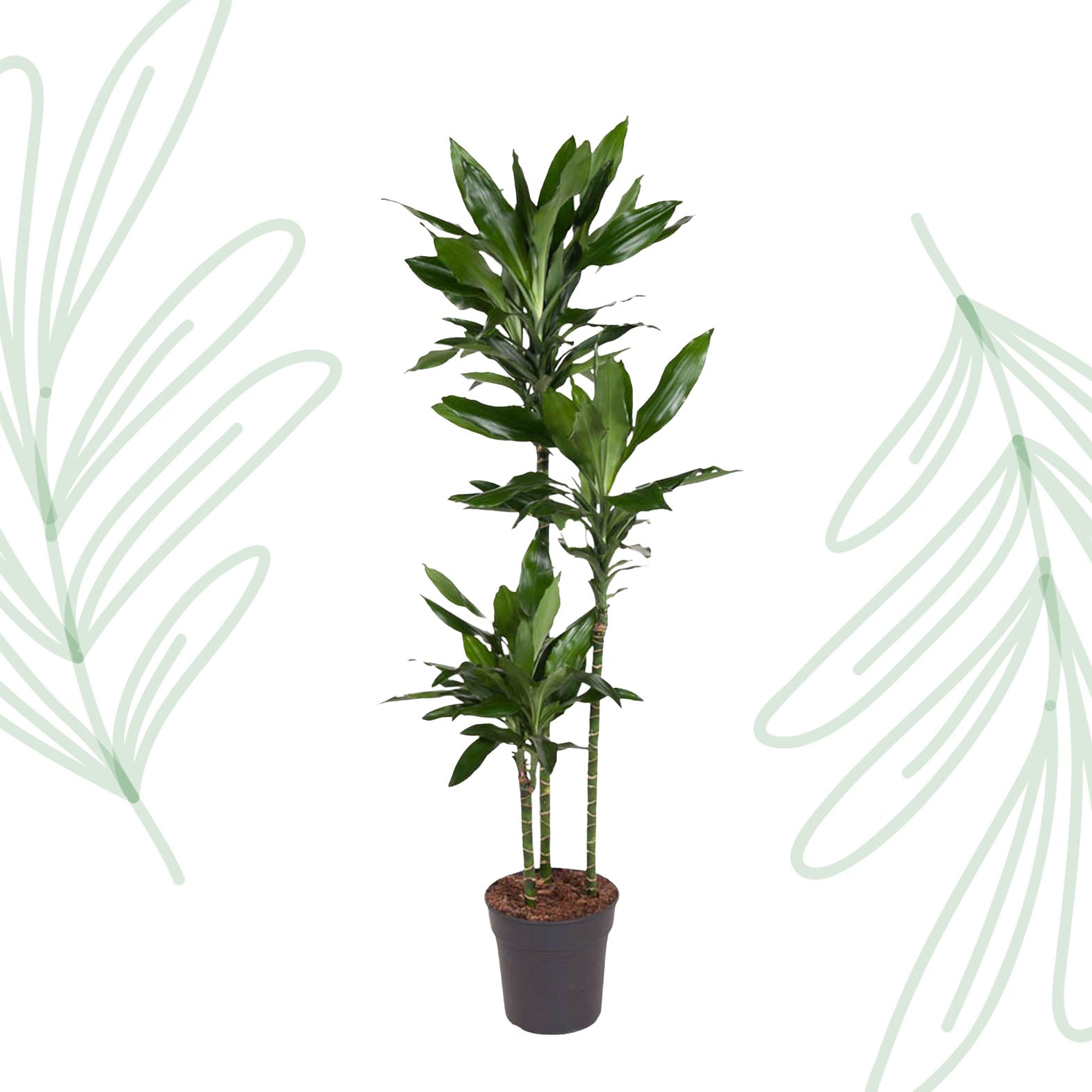 Dracaena Janet Lind - 150-160 cm - Forest Plants