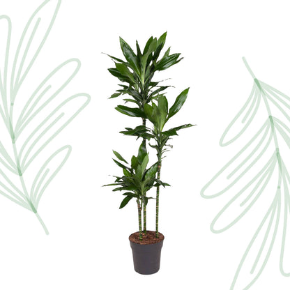 Dracaena Janet Lind - 150-160 cm - Forest Plants