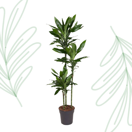 Dracaena Janet Lind - 150-160 cm - Forest Plants