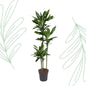 Dracaena Janet Lind - 150-160 cm - Forest Plants