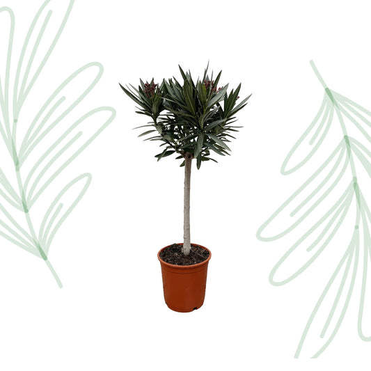 Nerium Oleander op stam met roze bloem - 90 cm - Forest Plants