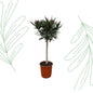 Nerium Oleander op stam met roze bloem - 90 cm - Forest Plants