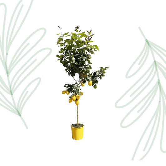 Citroenboom - 150 cm - Forest Plants