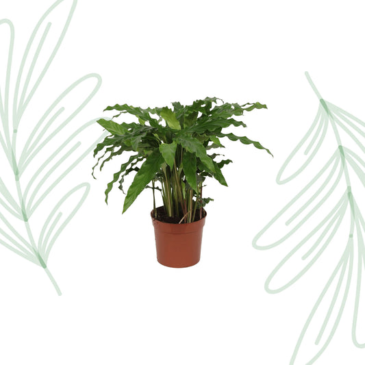 Calathea Bluegrass - 35 cm