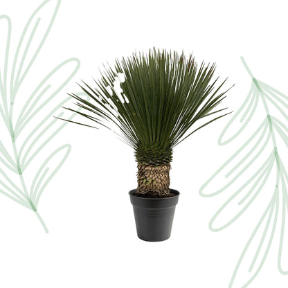 Yucca Rostrata - 80-100 cm - Forest Plants