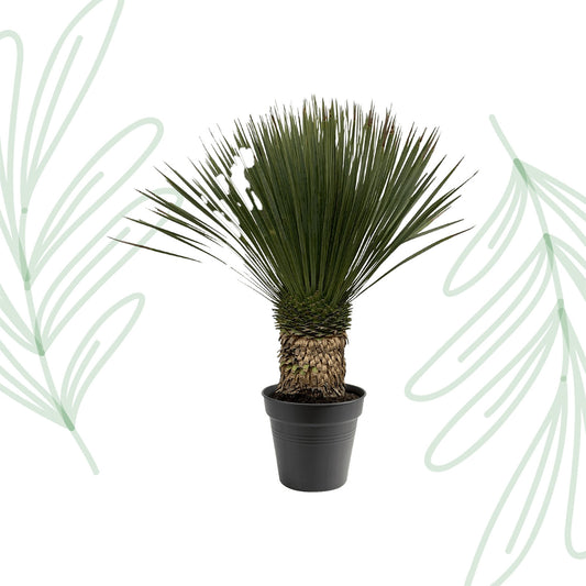Yucca Rostrata - 80-100 cm - Forest Plants