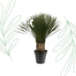Yucca Rostrata - 80-100 cm - Forest Plants