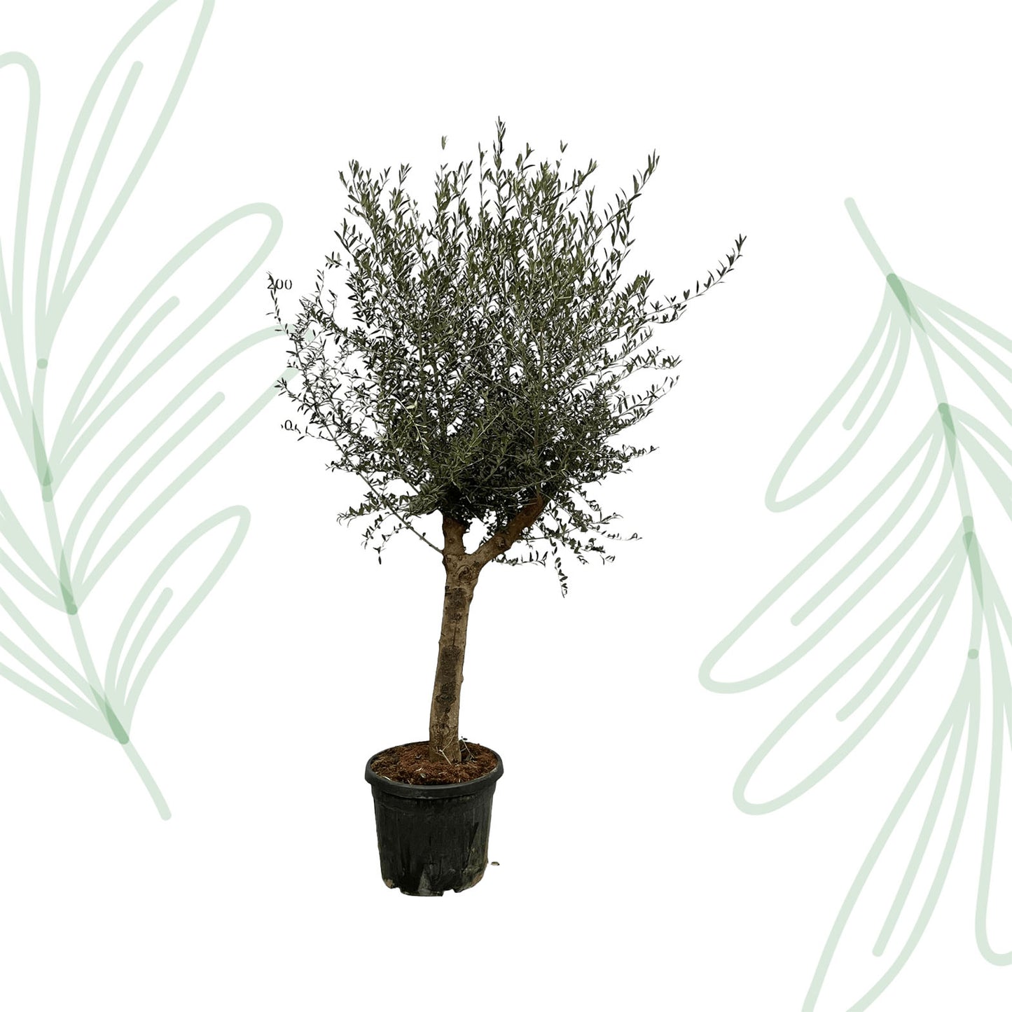 Olea Lorc - 200 cm