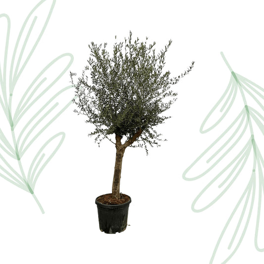 Olea Lorc - 200 cm