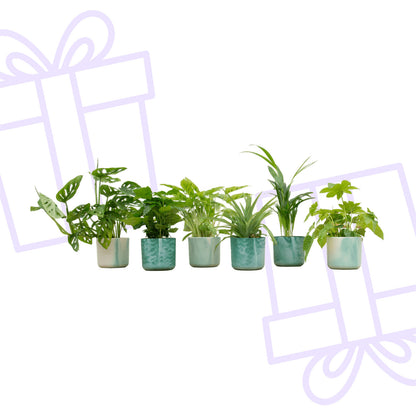Verrassingsbox - 6 planten inclusief elho Ocean Round pacifisch groen Ø14