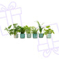 Verrassingsbox - 6 planten inclusief elho Ocean Round pacifisch groen Ø14