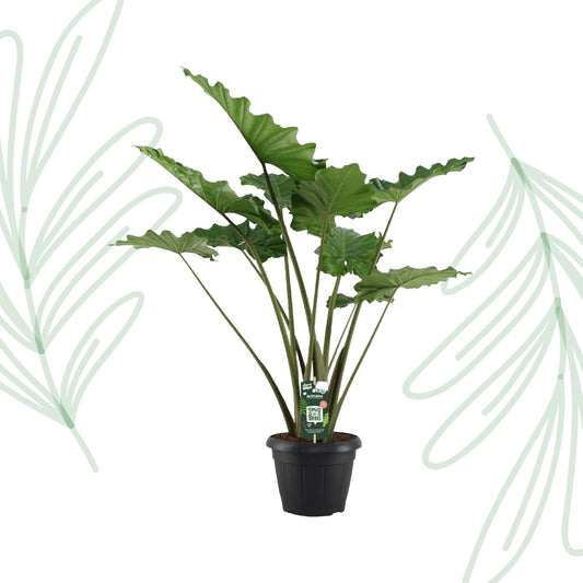 Alocasia Portodora - 140 cm