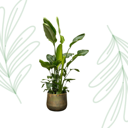 Strelitzia Nicolai de luxe XXL - 250 cm