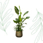 Strelitzia Nicolai de luxe XXL - 250 cm