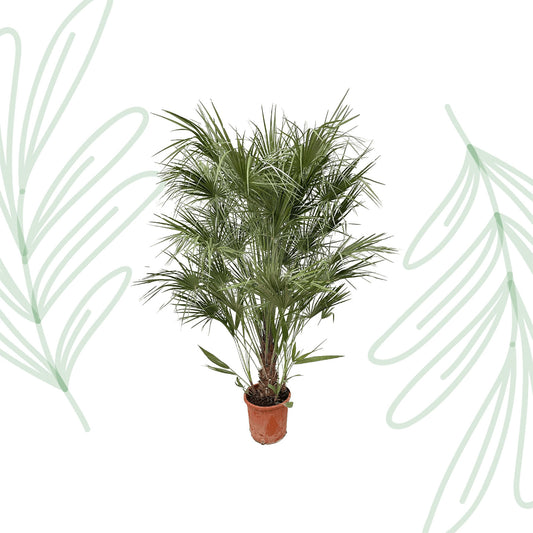 Chamaerops Humilis struik - 170 cm - Forest Plants
