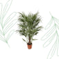 Chamaerops Humilis struik - 170 cm - Forest Plants
