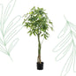 Kunstplant - Pachira Aquatica - Geldboom - 150 cm - Forest Plants