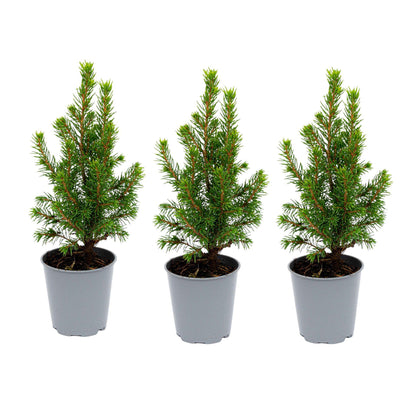 3x Mini-kerstboom - Picea Glauca Perfecta - Ø 6 cm ↕ 15-20 cm