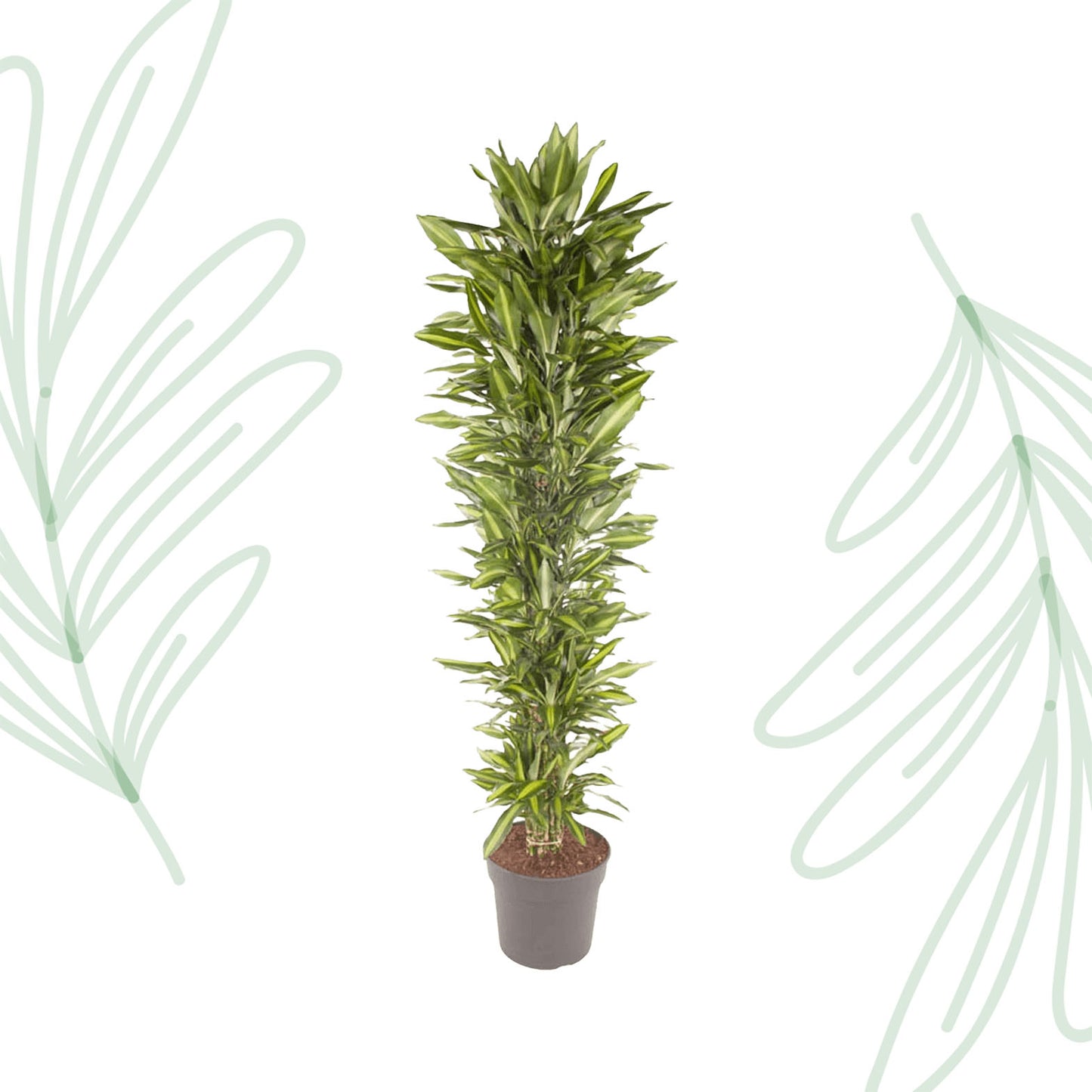 Dracaena Cintho vertakt - 210 cm