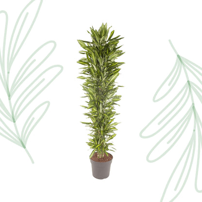 Dracaena Cintho vertakt - 210 cm