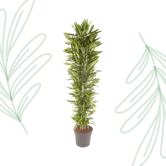 Dracaena Cintho vertakt - 210 cm