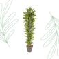 Dracaena Cintho vertakt - 210 cm
