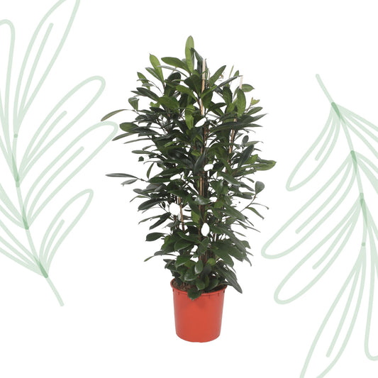 Ficus Cyathistipula struik - 180 cm - Forest Plants