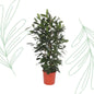 Ficus Cyathistipula struik - 180 cm - Forest Plants