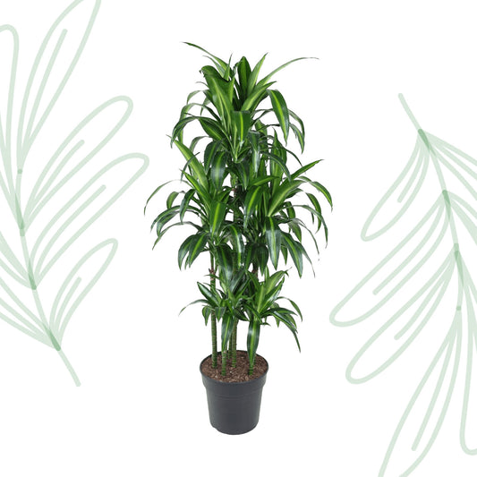 Dracaena Hawaiiana Carrousel - 150 cm - Forest Plants