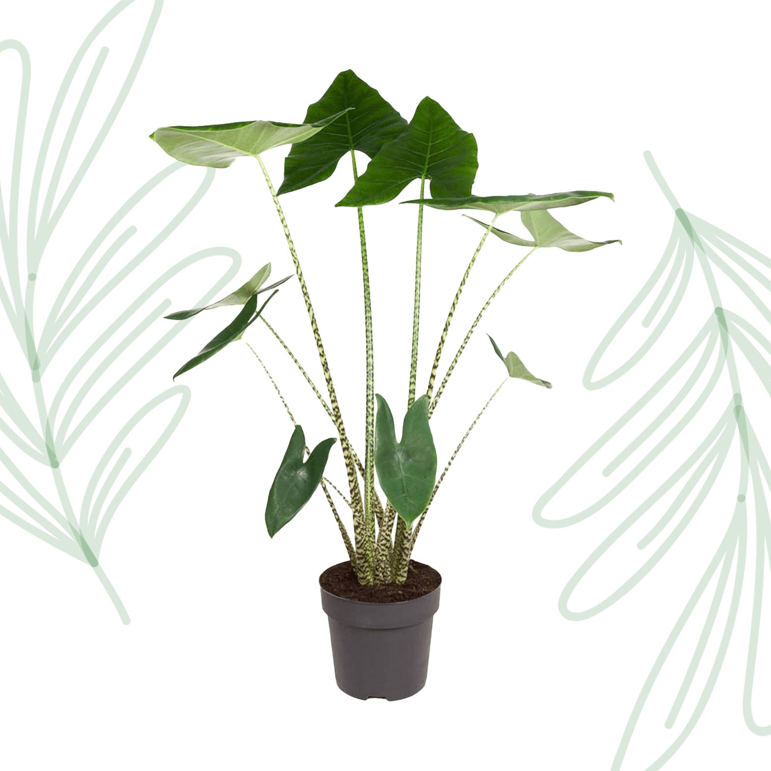 Alocasia Zebrina - 130 cm - Forest Plants