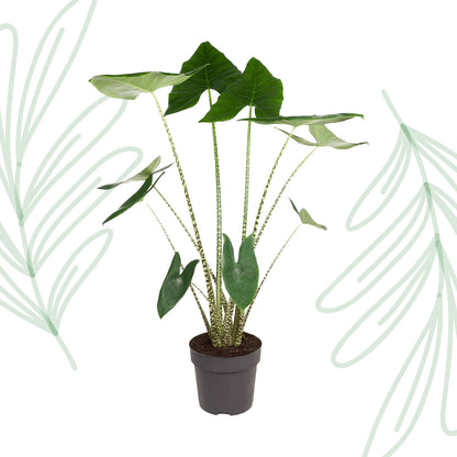 Alocasia Zebrina - 130 cm - Forest Plants