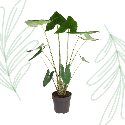 Alocasia Zebrina - 130 cm - Forest Plants
