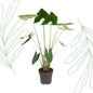 Alocasia Zebrina - 130 cm - Forest Plants