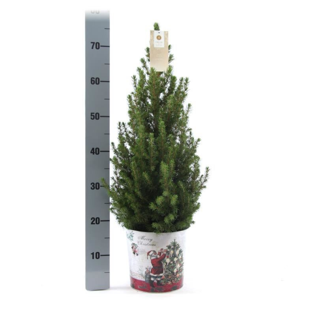 Kleine Kerstboom in Kerstmis sierpot - ↕ 70 cm - Picea Glauca Conica