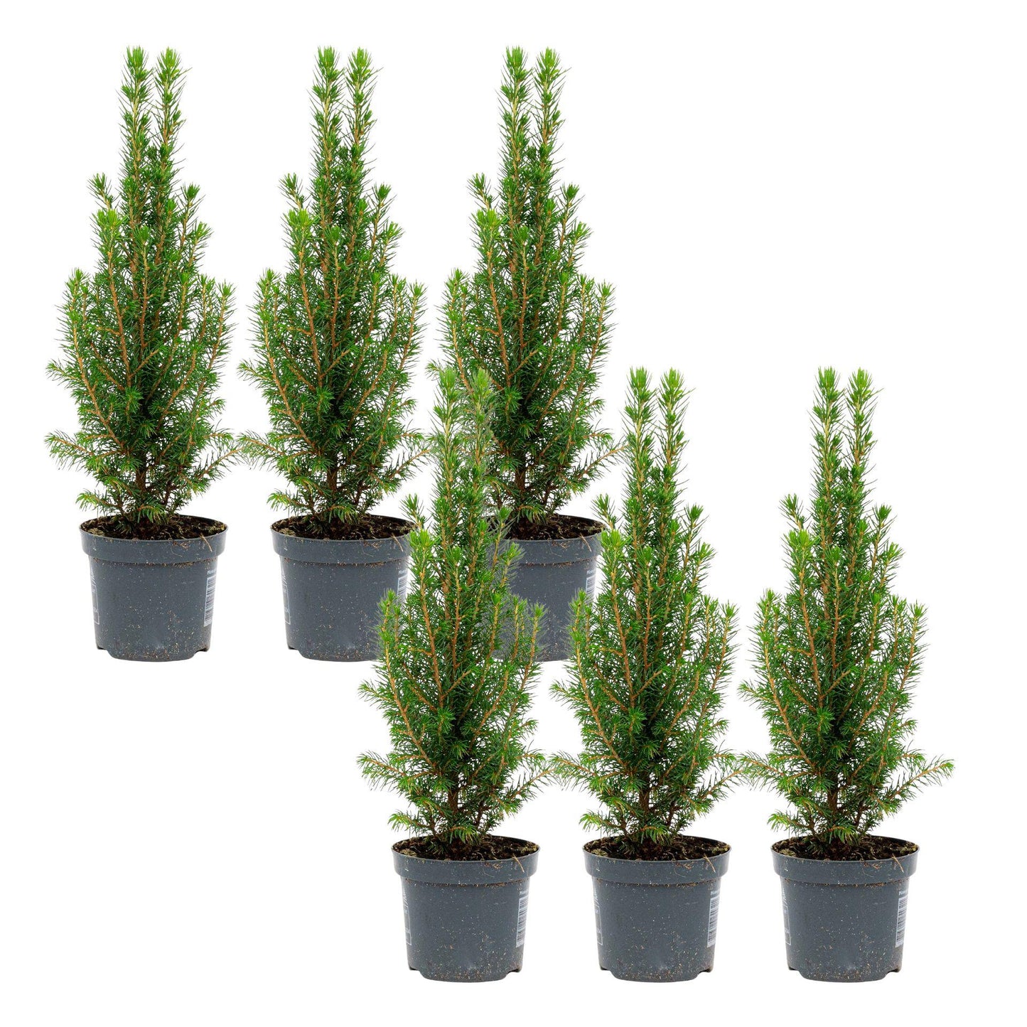 6x Mini-kerstboom - Chamaecyparis - ↕ 25-30 cm