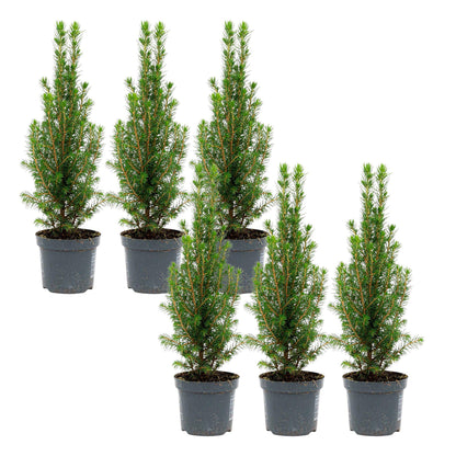 6x Mini-kerstboom - Chamaecyparis - ↕ 25-30 cm