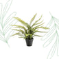 Kunstplant - Nephrolepis Exaltata - Bostonvaren - 55 cm - Forest Plants