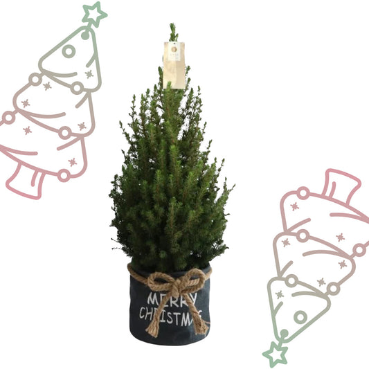 Kleine Kerstboom in 'Merry Christmas' zak blauw - ↕ 70 cm - Picea Glauca Conica