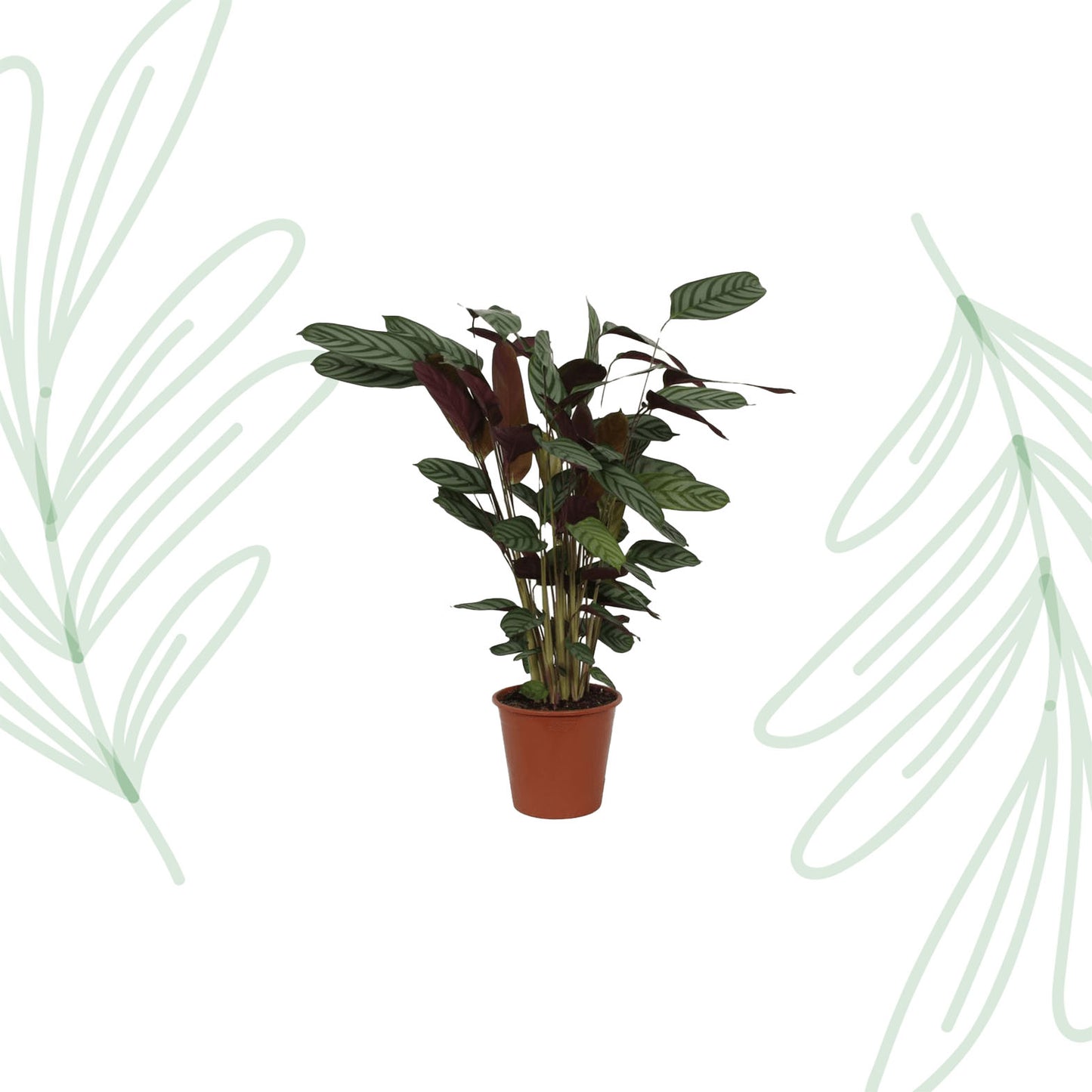 Calathea Compactstar - 90 cm