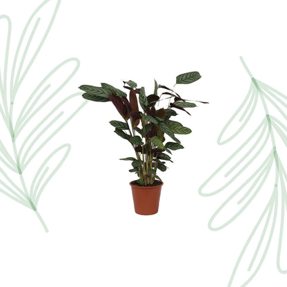 Calathea Compactstar - 90 cm