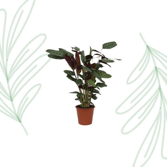 Calathea Compactstar - 90 cm