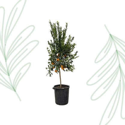 Citrus Mandarino - 200 cm - Forest Plants
