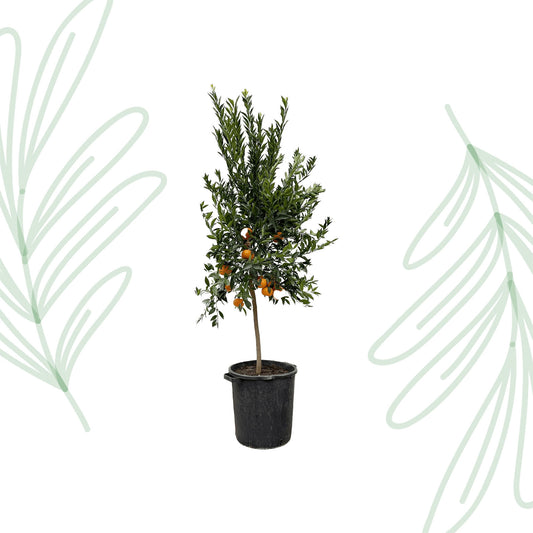 Citrus Mandarino - 200 cm - Forest Plants