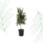 Citrus Mandarino - 200 cm - Forest Plants